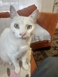Lost Male Cat last seen Near th between Channing and bancroft, Berkeley, CA 94710