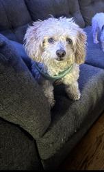 Reunited Male Dog last seen Escape from everts street near moonshine bar, San Diego, CA 92109