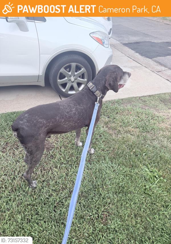 Found/Stray Male Dog last seen La Canada, Cameron Park, CA 95682