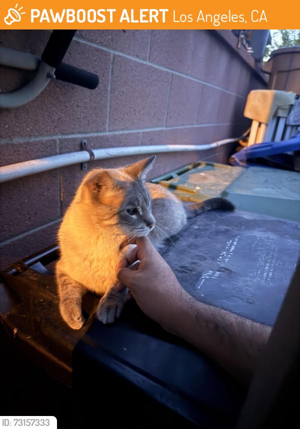 Found/Stray Unknown Cat last seen beck ave, Los Angeles, CA 91605