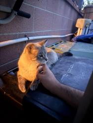 Found/Stray Unknown Cat last seen beck ave, Los Angeles, CA 91605