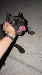 Found/Stray Female Dog last seen Canna st, Pharr, TX 78577