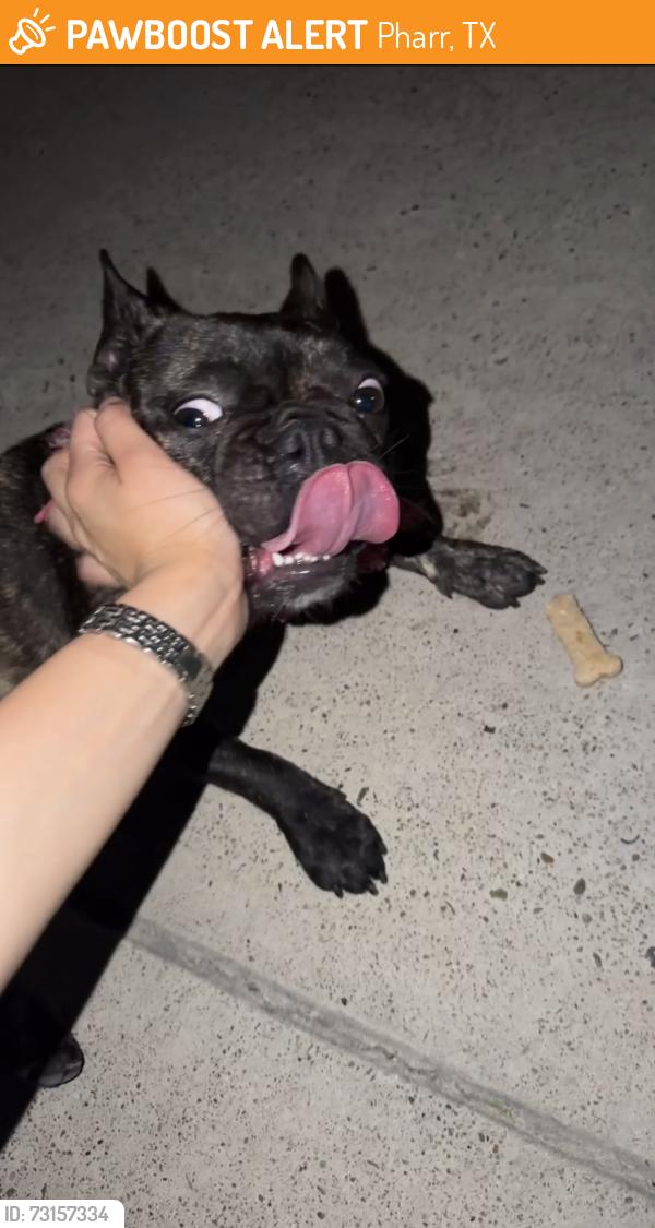Found/Stray Female Dog last seen Canna st, Pharr, TX 78577