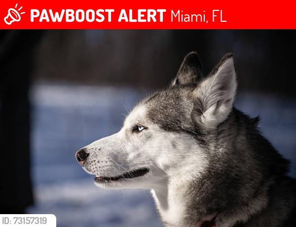 Lost Male Dog last seen Near Terrace and 78th PL, Miami, FL 33144