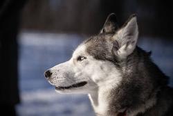 Lost Male Dog last seen Near Terrace and 78th PL, Miami, FL 33144