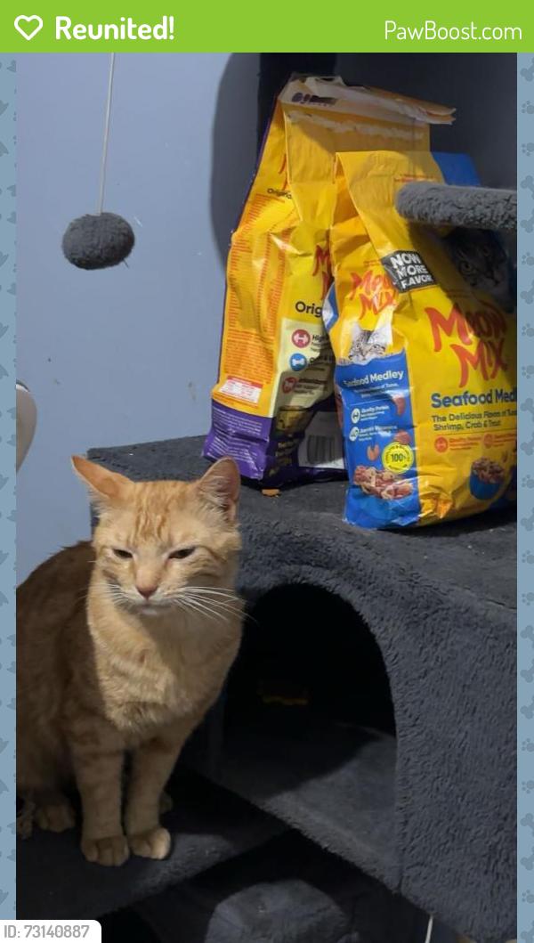 Reunited Male Cat last seen Near W Wardville st, Cleburne, TX 76033