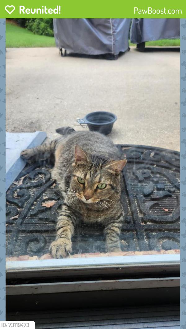 Reunited Unknown Cat last seen Mcclanes Court and Troupe Smith Rd, Rockdale County, GA 30094