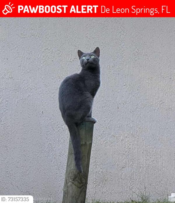 Lost Female Cat last seen Deleon springs park, De Leon Springs, FL 32130