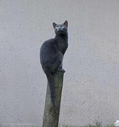 Lost Female Cat last seen Deleon springs park, De Leon Springs, FL 32130