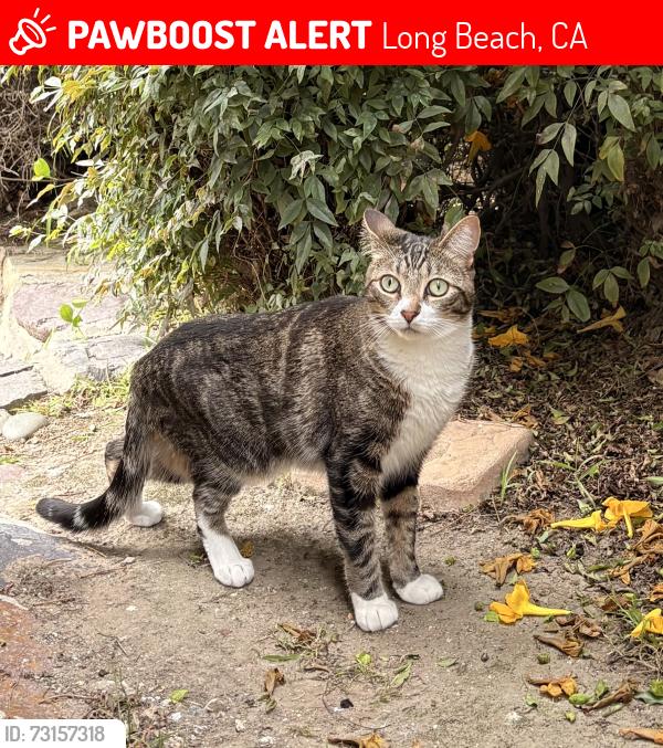 Lost Female Cat last seen Alley between Vermont and Colorado near Ximeno, Long Beach, CA 90814