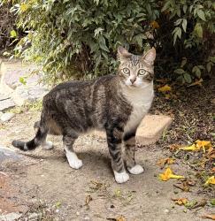 Lost Female Cat last seen Alley between Vermont and Colorado near Ximeno, Long Beach, CA 90814