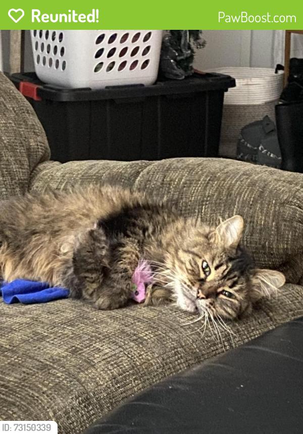 Reunited Female Cat last seen Ballantine, Port Huron, MI 48060