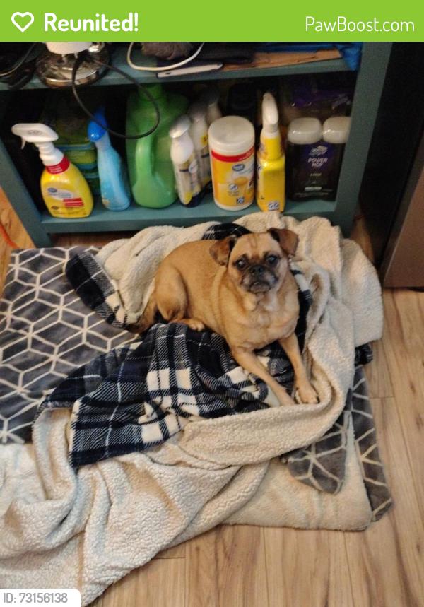Reunited Female Dog last seen Near S Washington St and 2nd avenue, Spokane, WA 99201