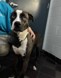 Shelter Stray Unknown Dog last seen Near E 110t Street, NEW YORK, NY, 10029, 326 E 110th St, New York, NY 10029, USA