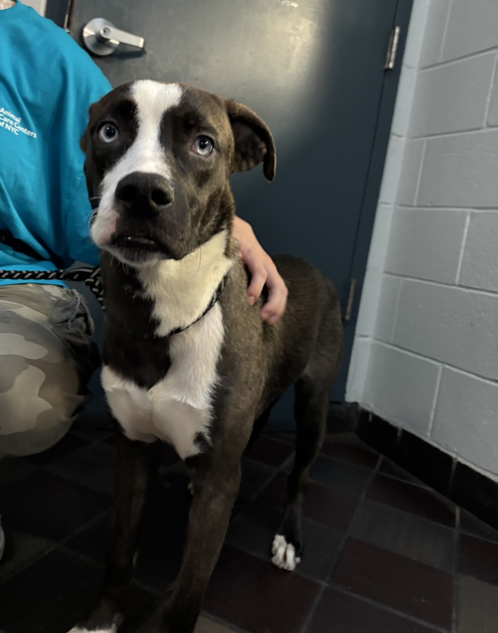 Shelter Stray Unknown Dog last seen Near E 110t Street, NEW YORK, NY, 10029, 326 E 110th St, New York, NY 10029, USA