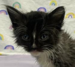 Shelter Stray Female Cat last seen Near Hwy 8 Business, El Cajon, CA, 92021, El Cajon, CA 92020, USA
