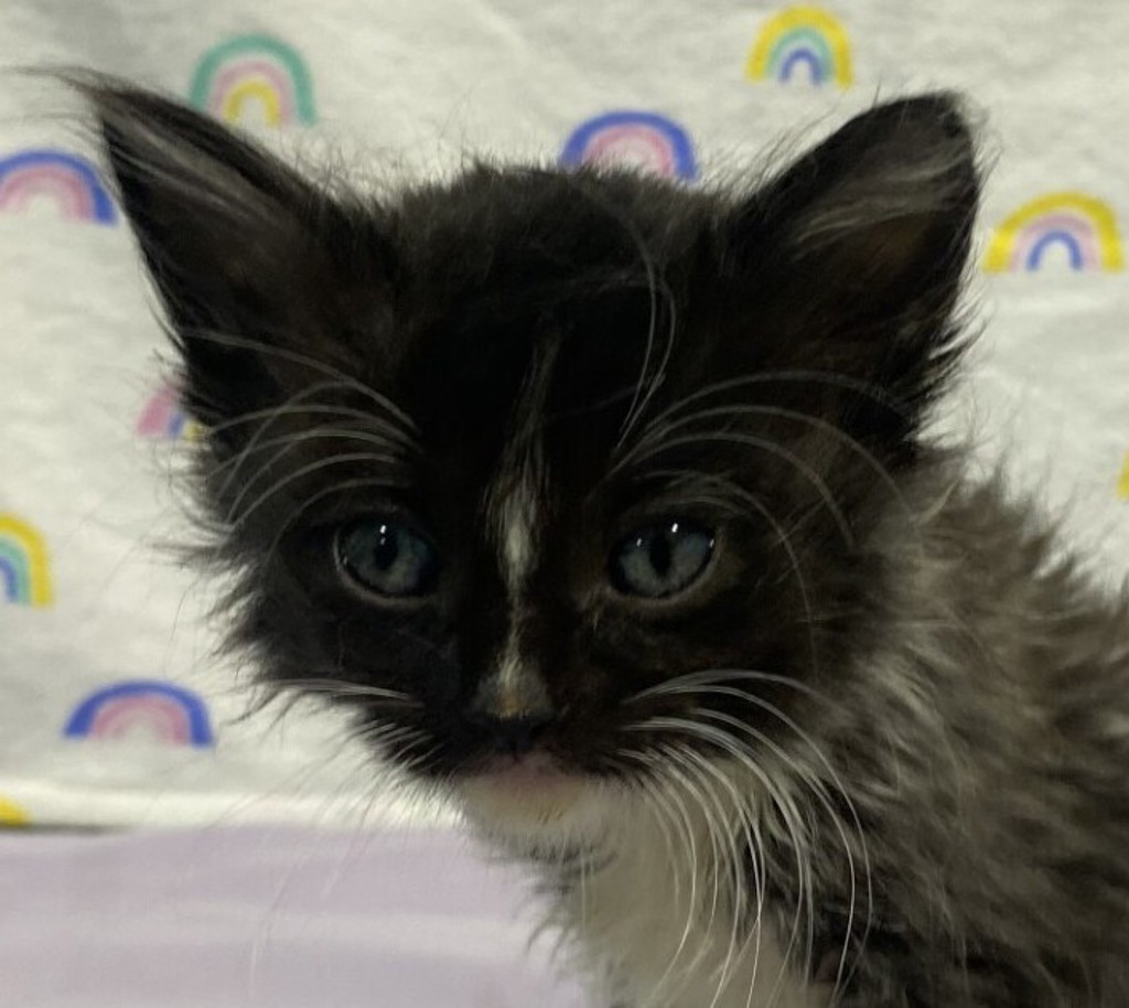 Shelter Stray Female Cat last seen Near Hwy 8 Business, El Cajon, CA, 92021, El Cajon, CA 92020, USA