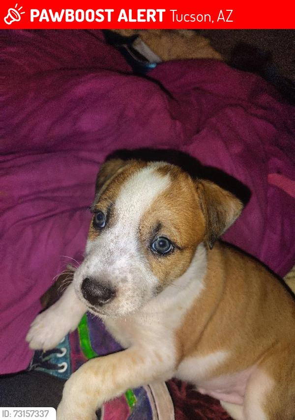 Lost Male Dog last seen 22nd and osbornee, Tucson, AZ 85701