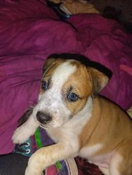Lost Male Dog last seen 22nd and osbornee, Tucson, AZ 85701