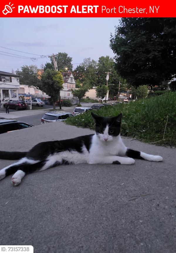 Lost Female Cat last seen Near Highland st, Port Chester, Port Chester, NY 10573