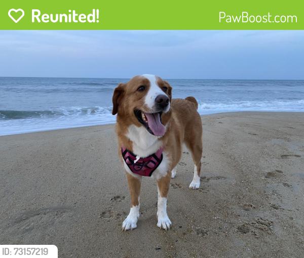 Reunited Female Dog last seen Mountain Laurel Drive, Gretna Green Lane, Saul’s Road, Raleigh, NC 27603