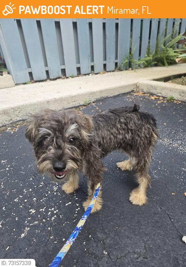 Found/Stray Female Dog last seen Woodscape Neighborhood, Miramar, FL 33023