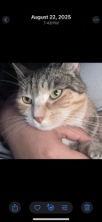 Reunited Female Cat last seen Wellington Rd, Elmont, NY 11003