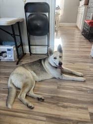 Found/Stray Female Dog last seen 20th and B street, Bakersfield, CA 93301