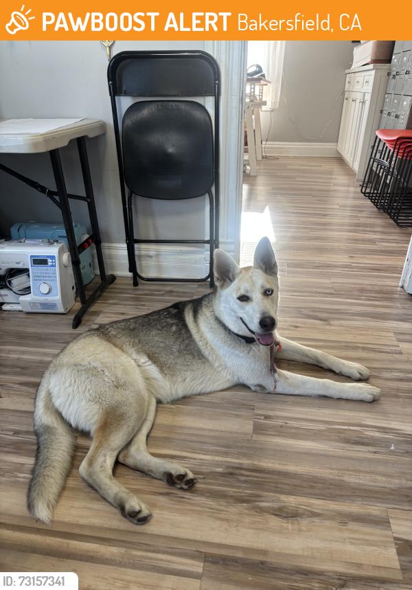 Found/Stray Female Dog last seen 20th and B street, Bakersfield, CA 93301