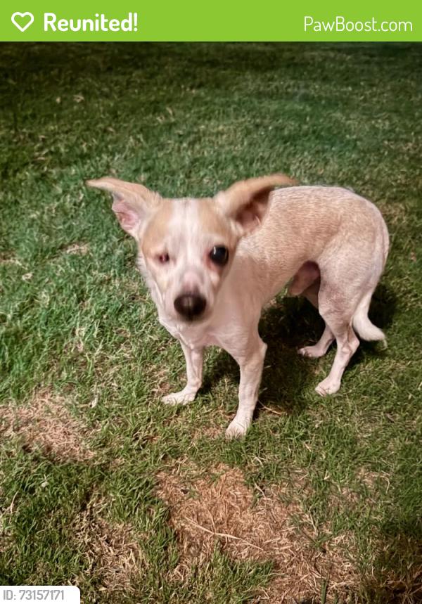 Reunited Male Dog last seen Custer and Bunker Hill, 75075, Plano, TX 75075