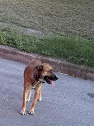 Found/Stray Male Dog last seen Village row, San Antonio, TX 78218