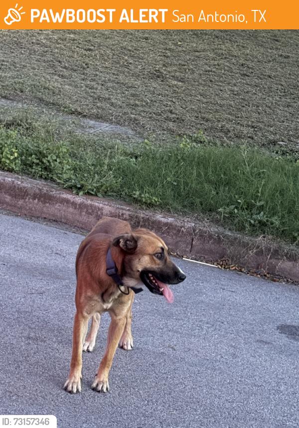Found/Stray Male Dog last seen Village row, San Antonio, TX 78218
