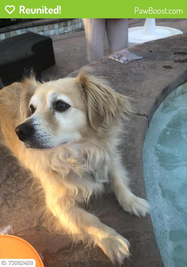 Reunited Female Dog last seen Watt, North Highlands, CA 95660