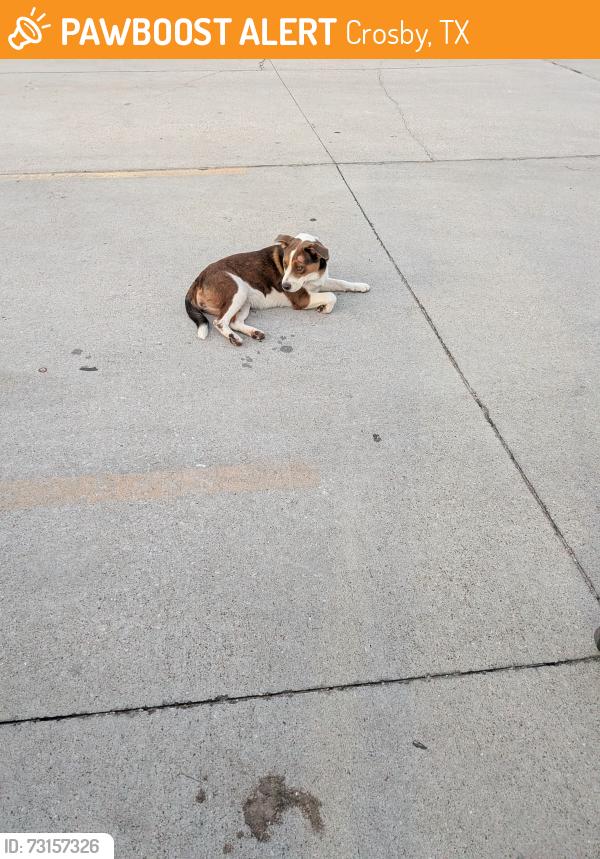 Found/Stray Female Dog last seen Tractor supply crosby,tx, Crosby, TX 77532