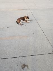 Found/Stray Female Dog last seen Tractor supply crosby,tx, Crosby, TX 77532