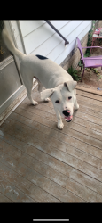 Lost Male Dog last seen By north victor and west park avenue, Champaign, IL 61821