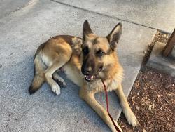 Found/Stray Male Dog last seen McLaughlin and Lassen, Richmond, CA 94805