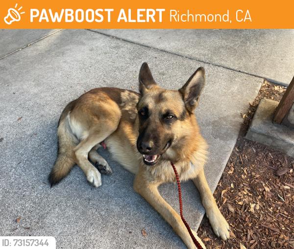 Found/Stray Male Dog last seen McLaughlin and Lassen, Richmond, CA 94805