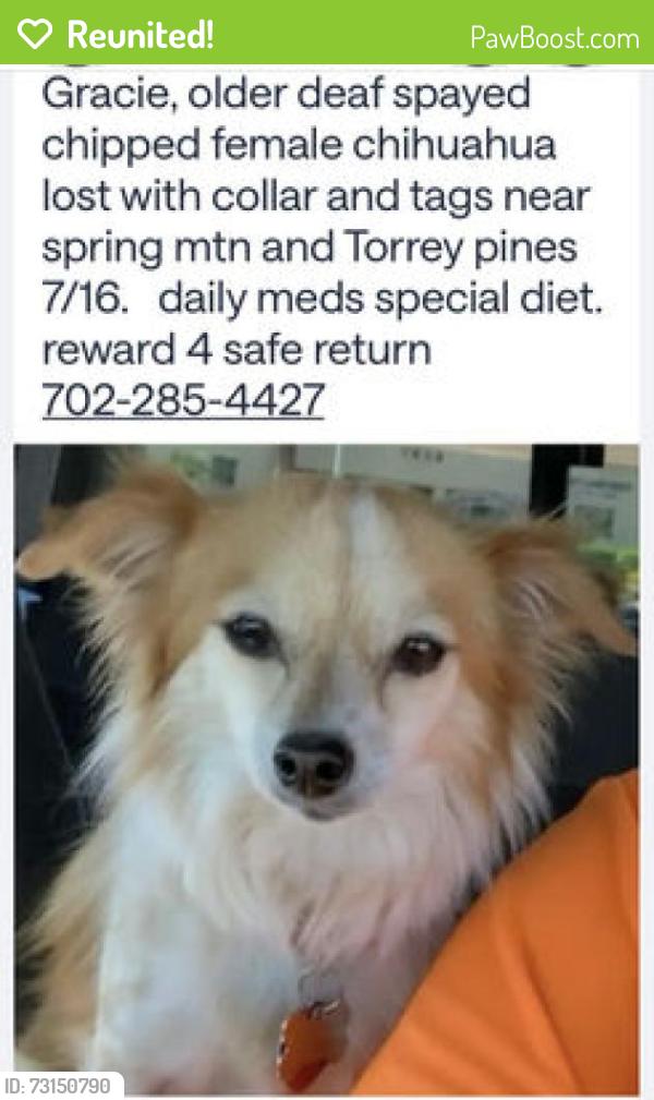 Reunited Female Dog last seen Villa Bonita neighborhood Spring Mtn Rd and Torrey Pines Las Vegas Nv, Spring Valley, NV 89146