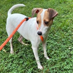Shelter Stray Male Dog last seen , Animal Care & Control Team of Philly, 111 W Hunting Park Ave, Philadelphia, PA 19140, USA