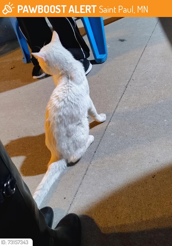 Found/Stray Unknown Cat last seen The Midway Saloon next to Allianz Fiels, Saint Paul, MN 55104