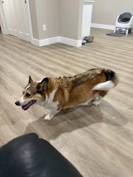 Reunited Male Dog last seen Near Rochester St, Caldwell, ID 83605, USA, Caldwell, ID 83605