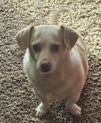 Lost Female Dog last seen Jernimo and patichi, Apple Valley, CA 92308