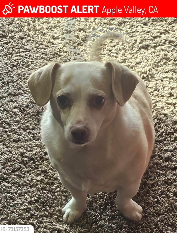 Lost Female Dog last seen Jernimo and patichi, Apple Valley, CA 92308