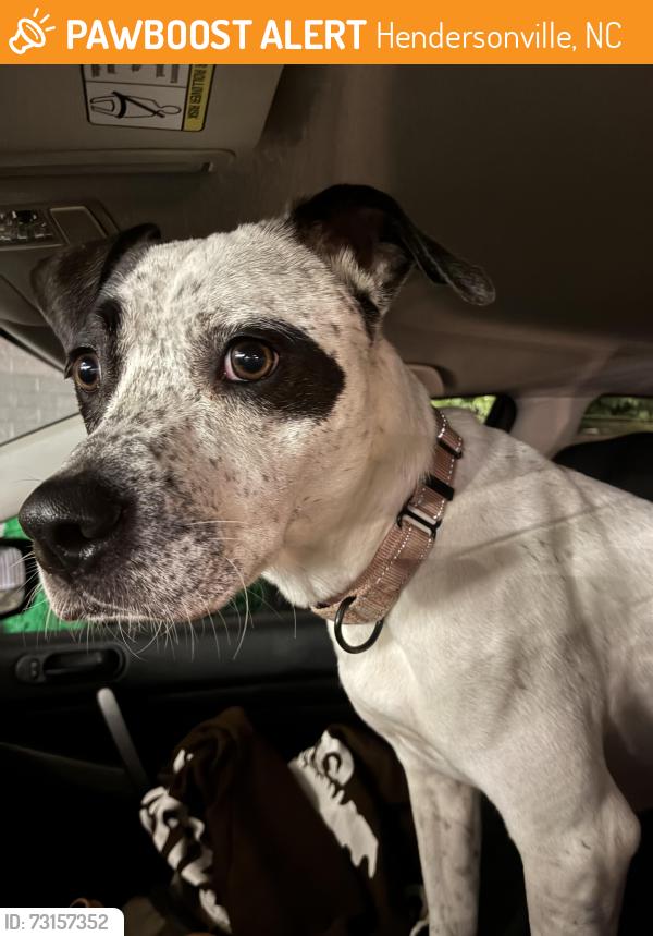 Found/Stray Female Dog last seen Blue Ridge Pizza Company in Etowah, Hendersonville, NC 28792