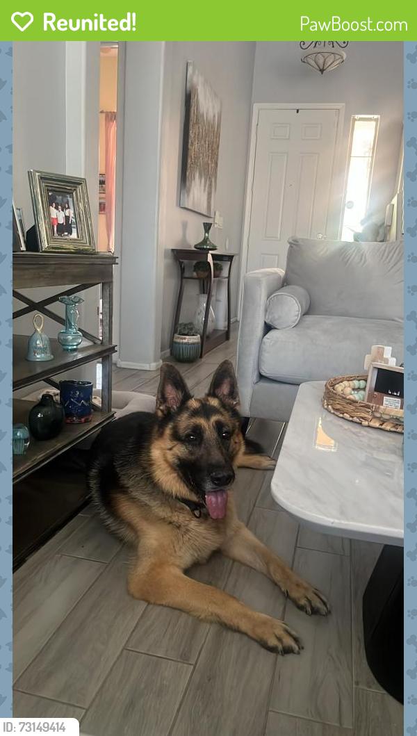 Reunited Male Dog last seen Camelback and 99th ave, Glendale, AZ 85305