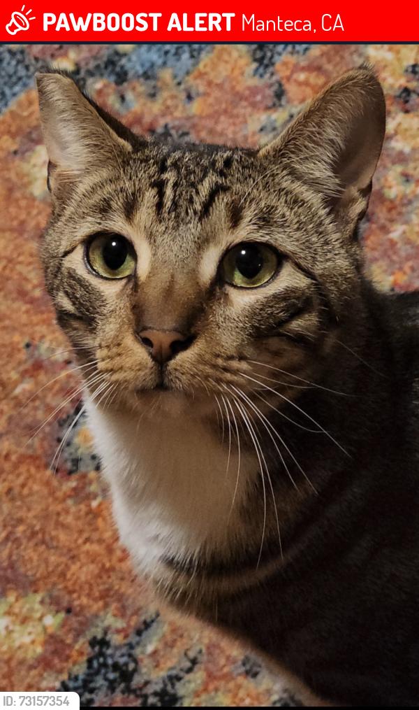 Lost Male Cat last seen Basil Drive, Manteca, CA 95336