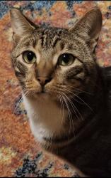 Lost Male Cat last seen Basil Drive, Manteca, CA 95336