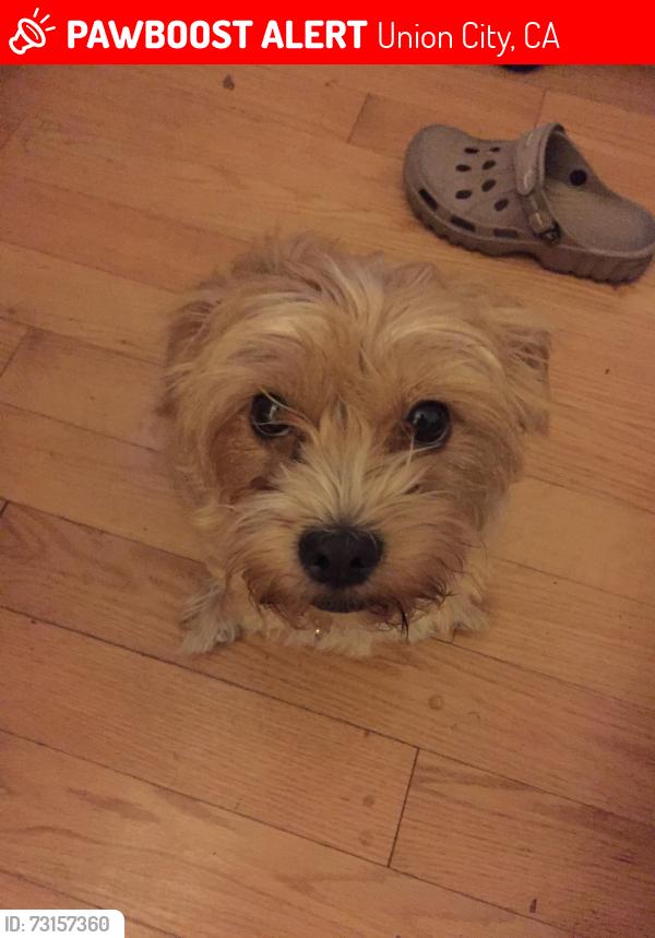 Lost Female Dog last seen Tulane, Union City, CA 94587