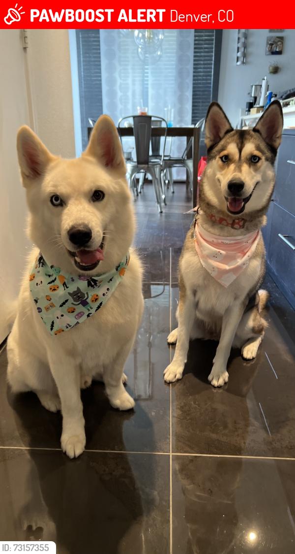 Lost Female Dog last seen South dahlia st, Denver, CO 80222